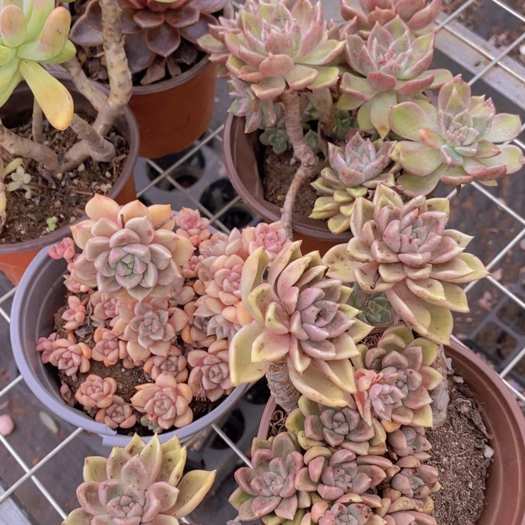 绚丽璀璨多头群生三盆老桩