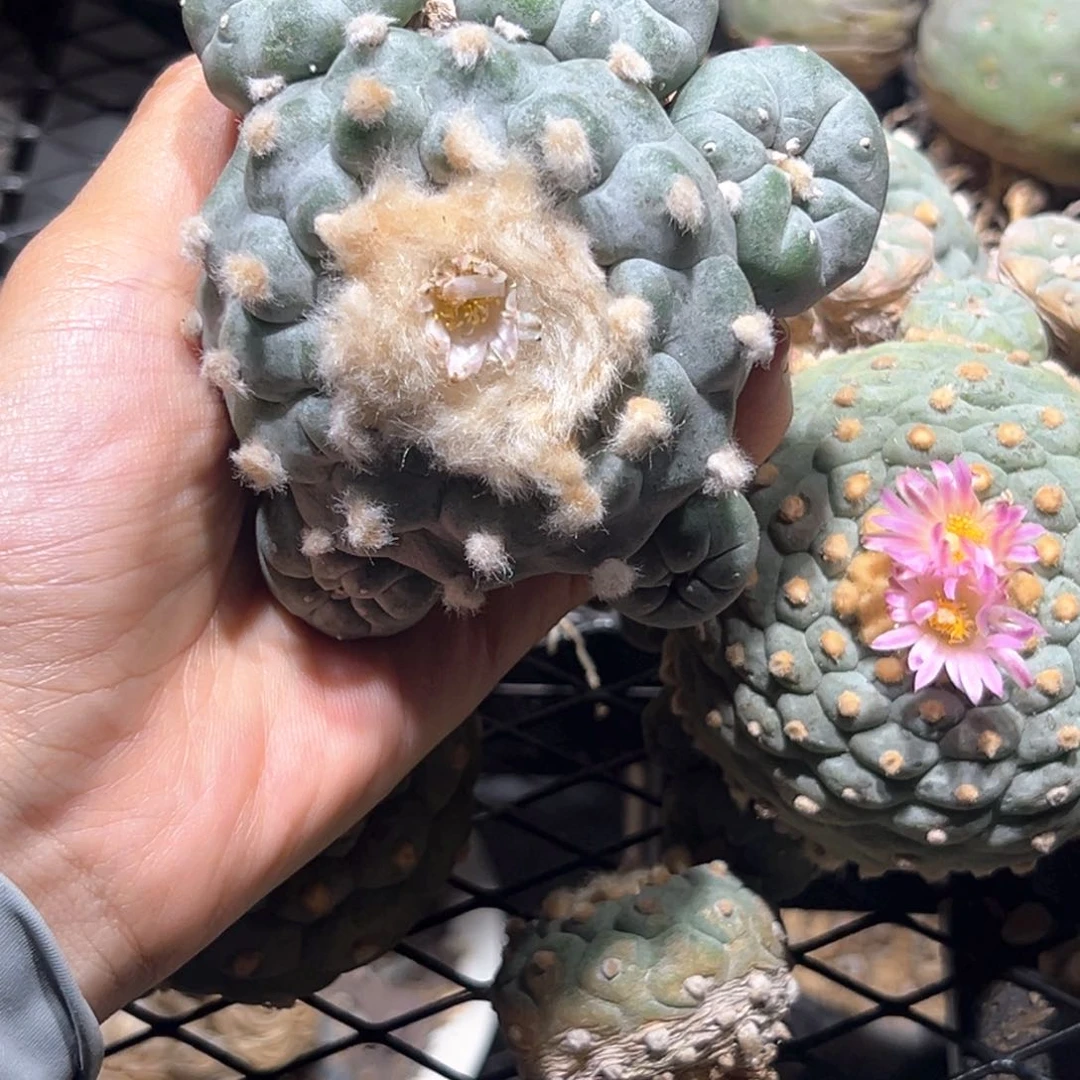 陈*人11111121112221111