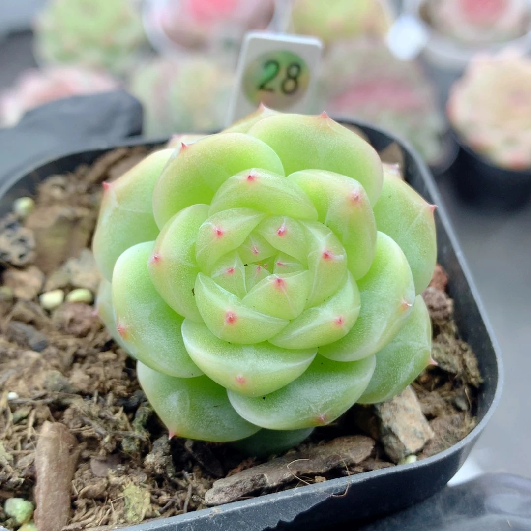 58包邮  群生不包整28