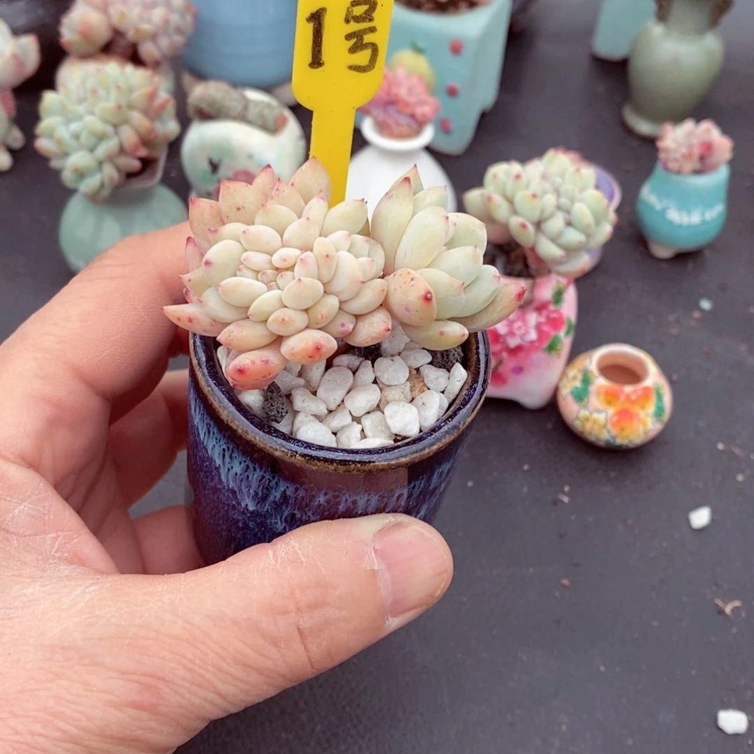 1号的肉肉肉肉肉肉肉肉