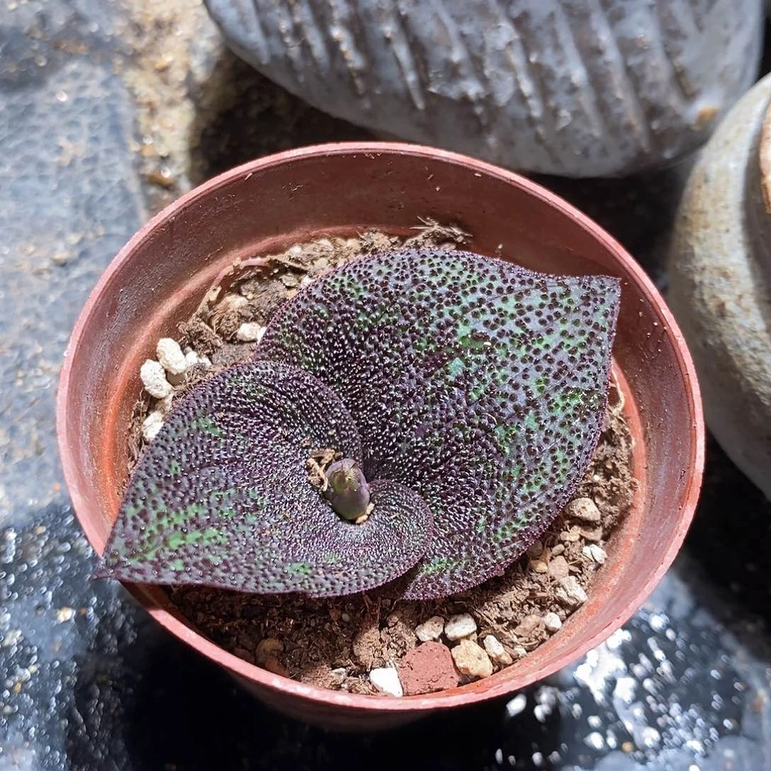 紫镜一颗。 买二送一。