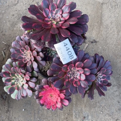 烟花多肉多肉4408