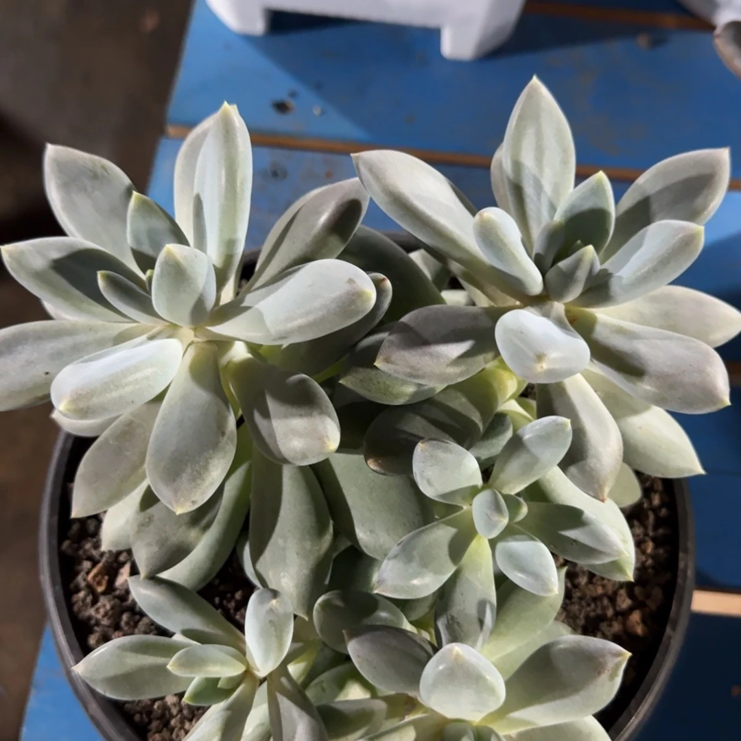 黄体胖哥特5头粗桩