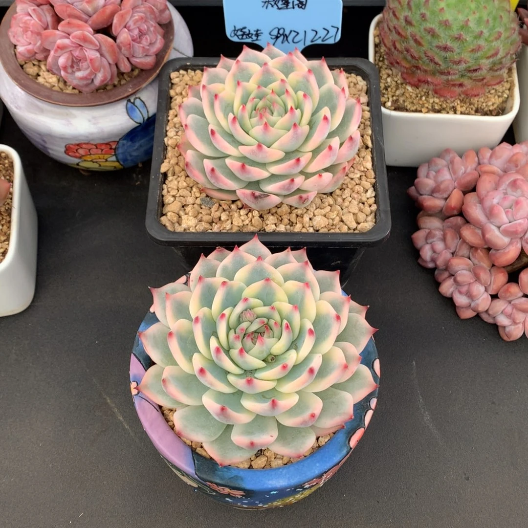 秋***阁我们家的小姐姐们