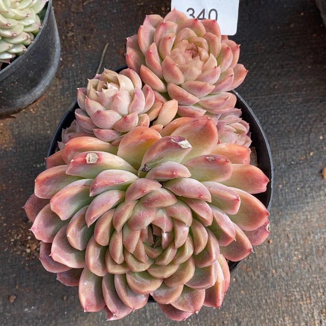 陌**开杂交精品多肉340