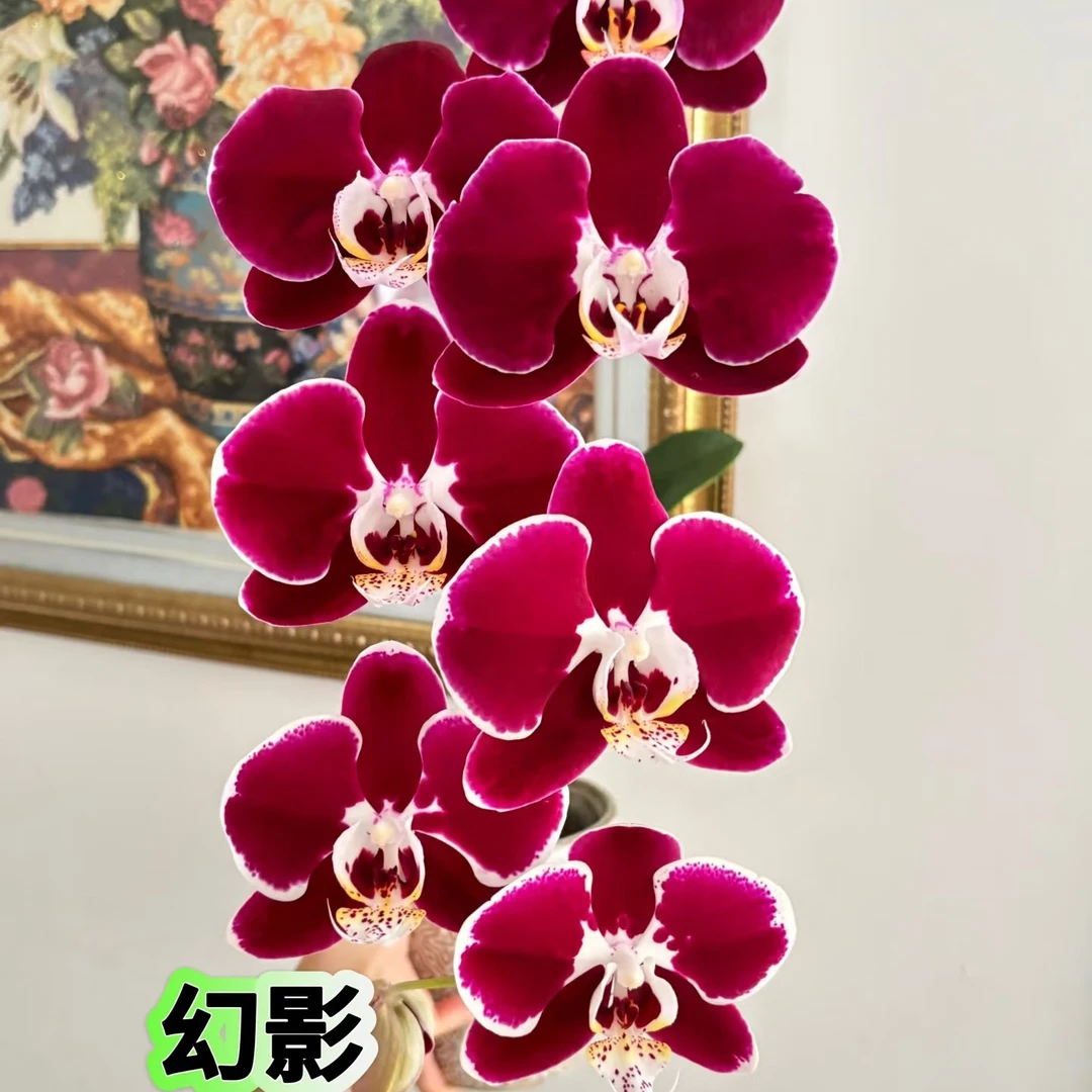 星选 【幻影】4.5 寸杯红丝绒大花型蝴蝶兰精品苗