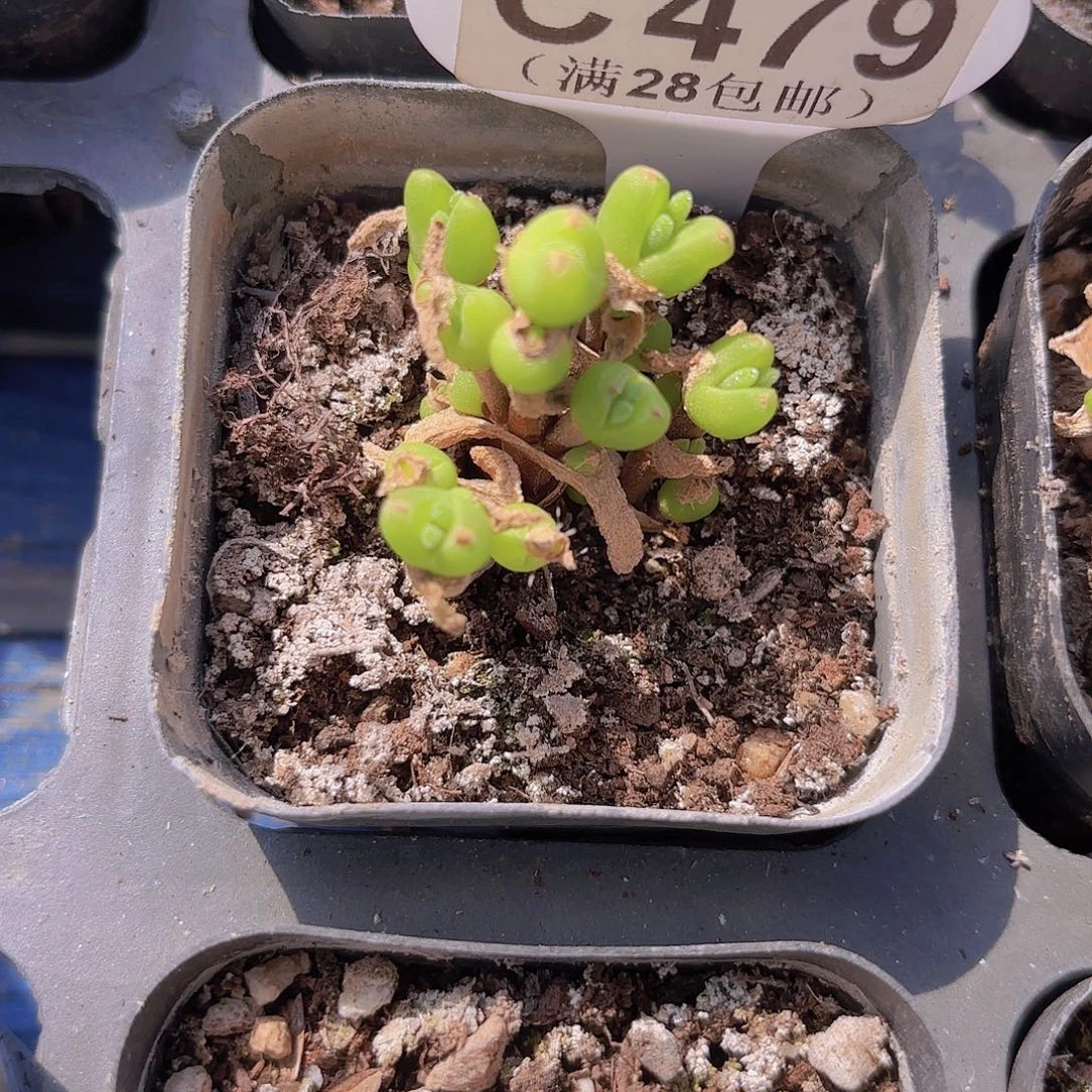C479短耳兔一物一拍