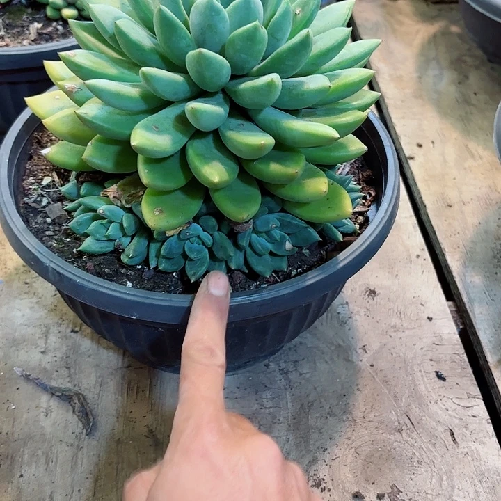仙***魔象牙手捧一物一拍4号