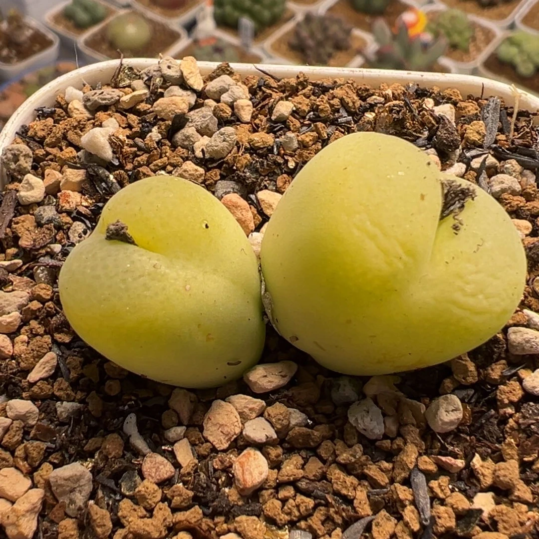 054多肉植物种类多样