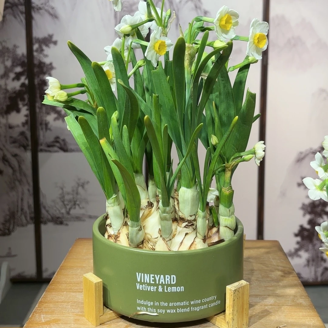 【产地直发】漳州水仙花种球带盆发货直播正宗特大特级水培开花浓香