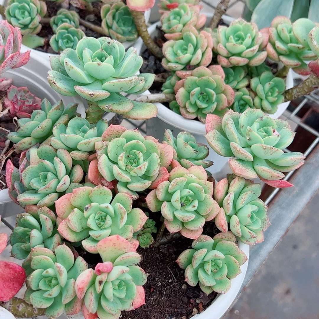 呢可沙拉玫瑰多头群生