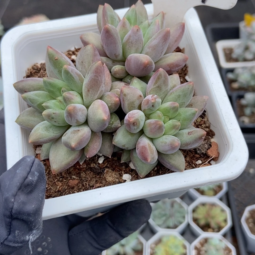 894水晶球多肉植物