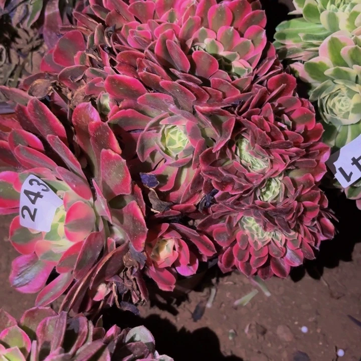 243妖月多肉植物不售后