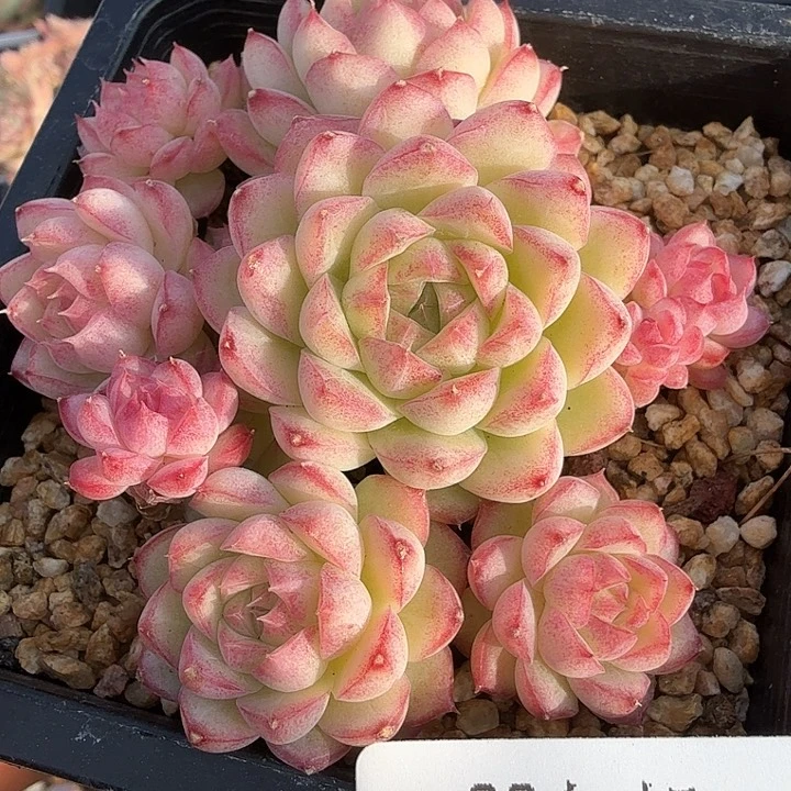 0119-20 女王自然群