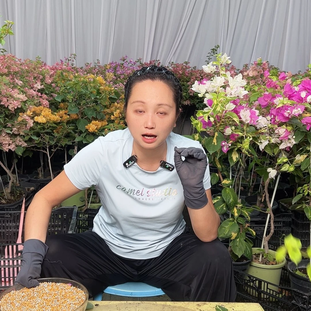 当前无花栽培后可以开花三角梅50