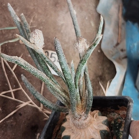 091美杜莎清棚特价