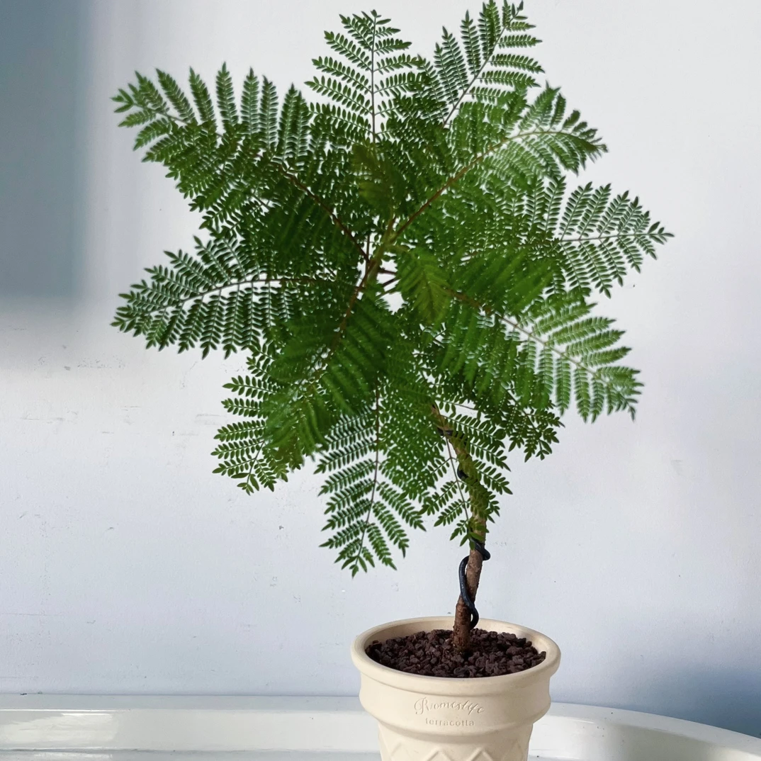 蓝花楹室内办公茶桌好养绿植盆栽