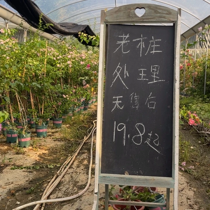 无花朵三角梅三角梅1353
