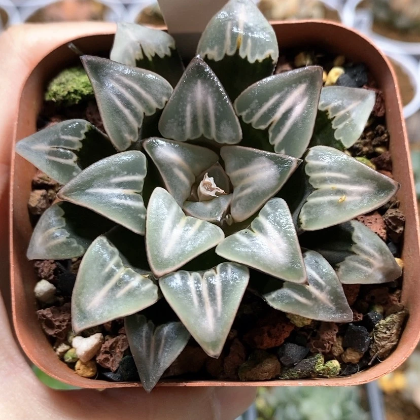 【闪购商品】4雾之喷泉