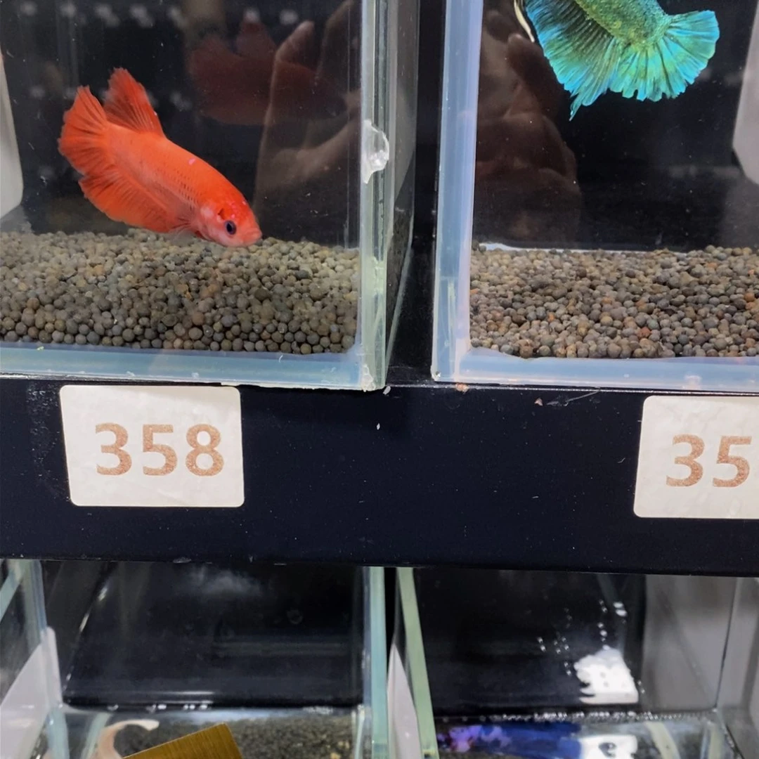 热带鱼公358，359小**虫巨斗