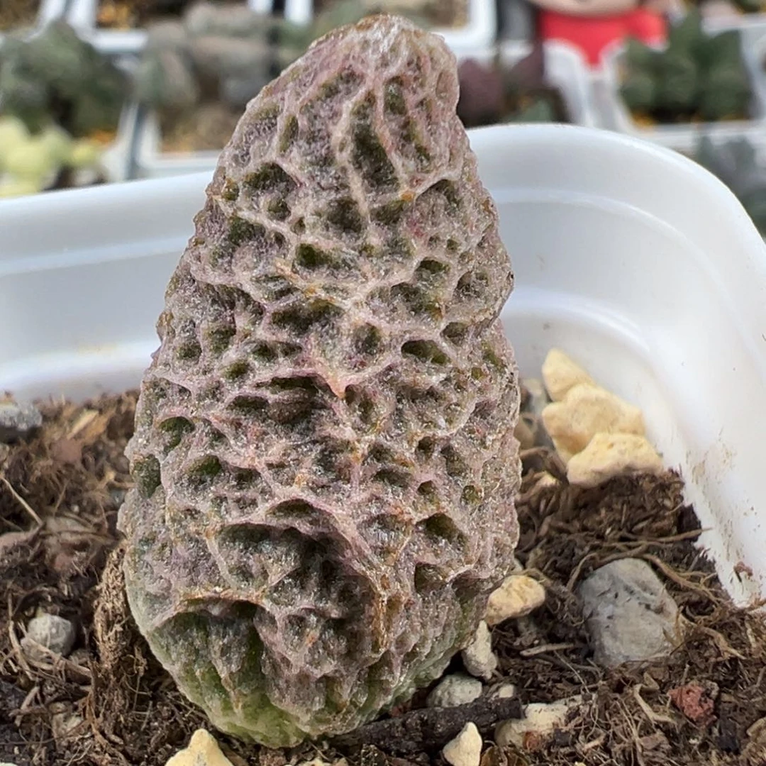 深***度实生新品大苗多肉植物水泡