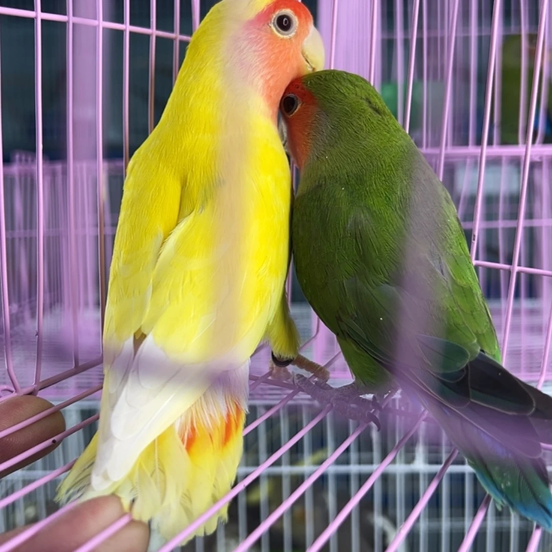 桃脸牡丹鹦鹉回来找我