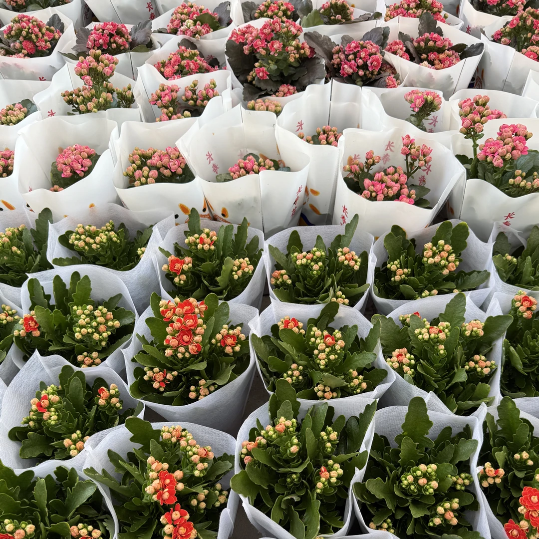 (金丝带，米粒，红宝石)断枝断叶黄叶不售后（保苗不保花）介意勿下单