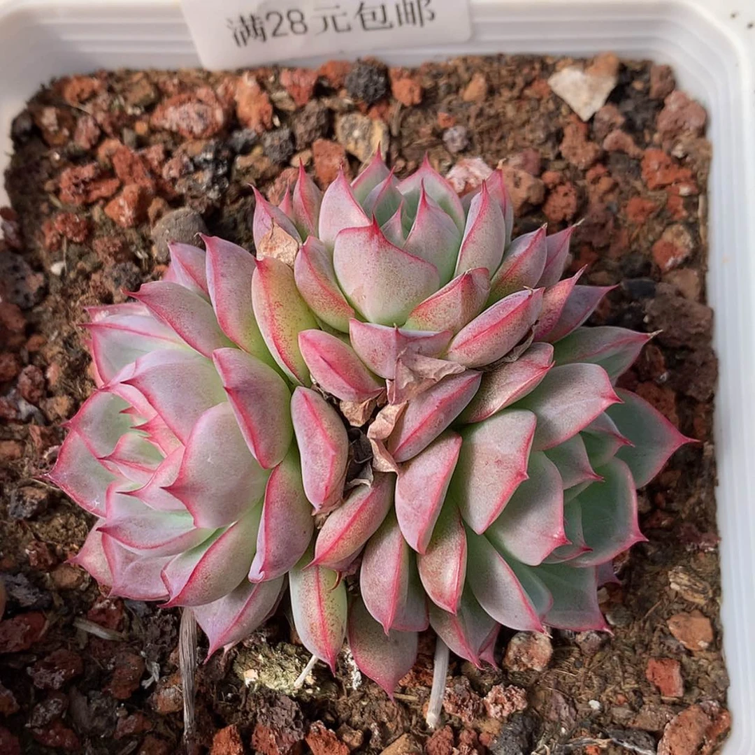 【闪购商品】云247号