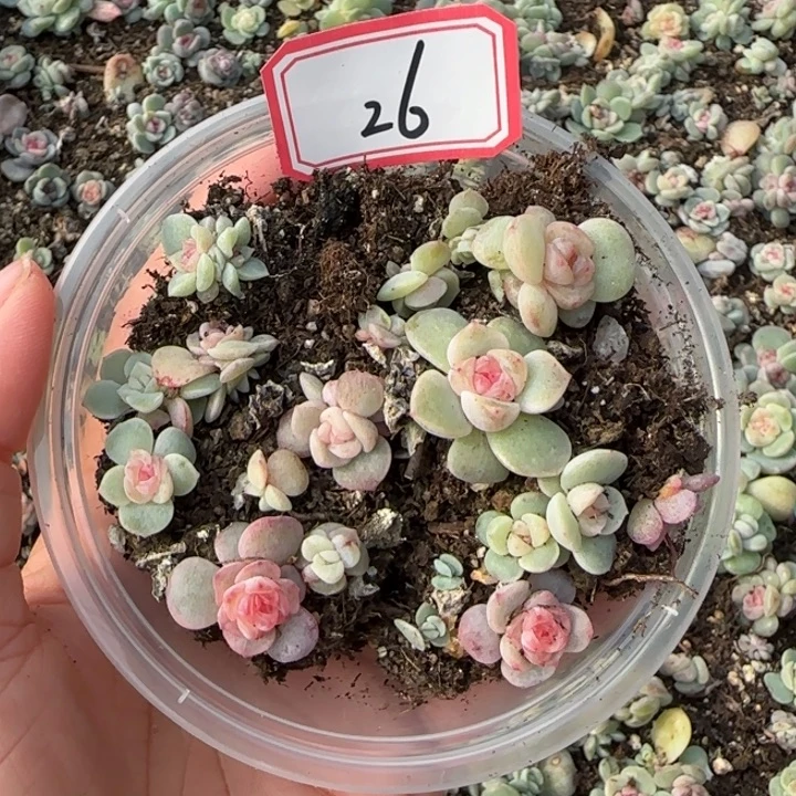 26绝绝子多肉一盆
