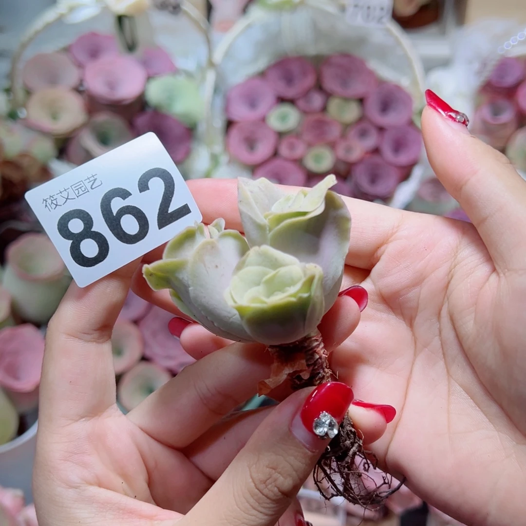 862黄粉玫瑰小变异。