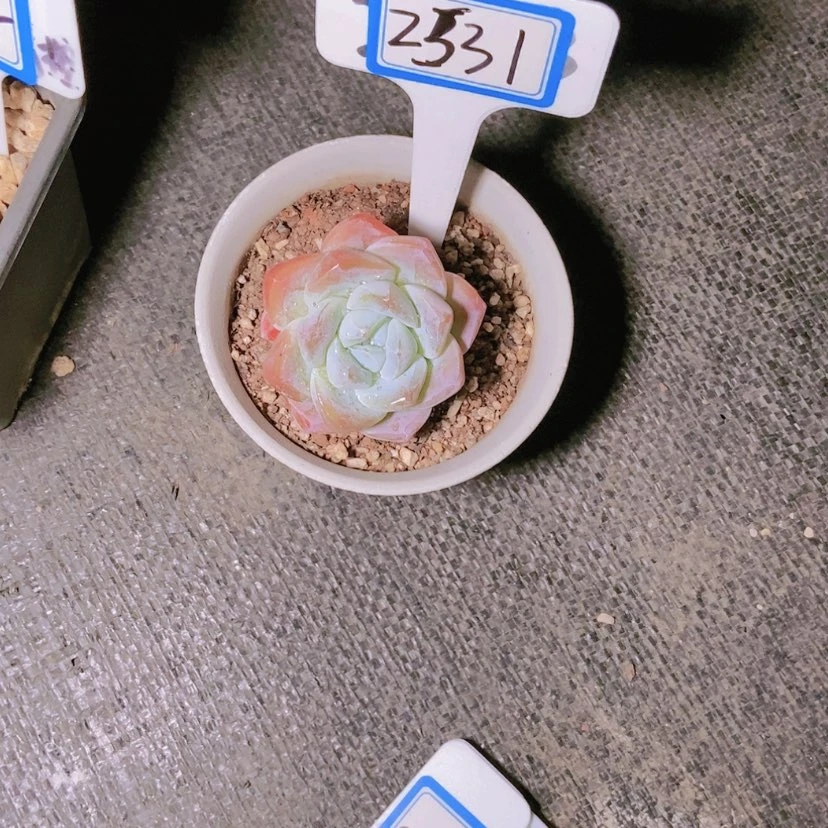 【闪购商品】?***?2531