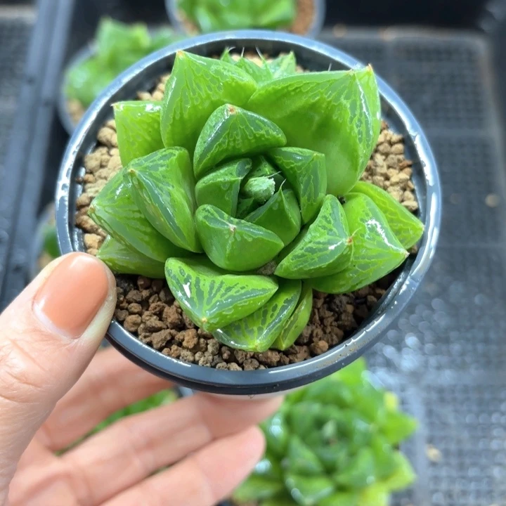 大窗宝草玉露多肉植物