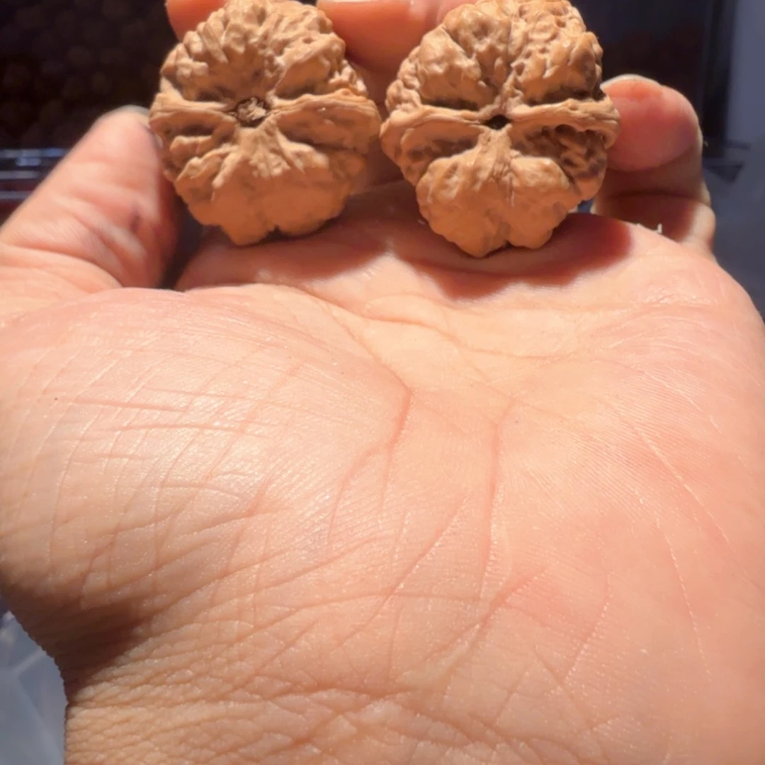 林***子文玩核桃把件蛤蟆