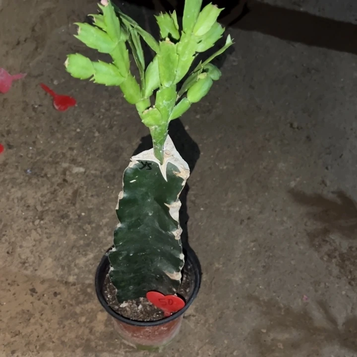 用***0当前无花栽培后可以开花雅丝50