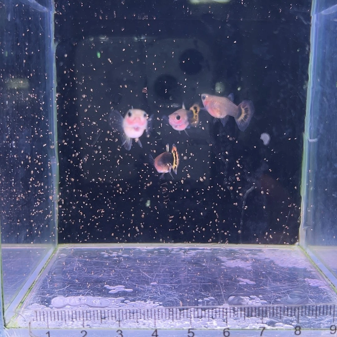 孔雀鱼小蜜蜂玻璃猫2对