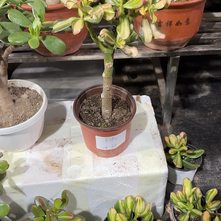 二***牛当前无花栽培后可以开花卷叶65