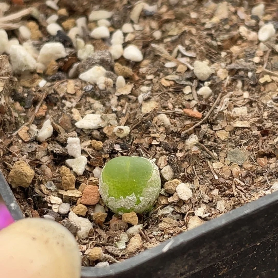 23-56小拉登多肉植物