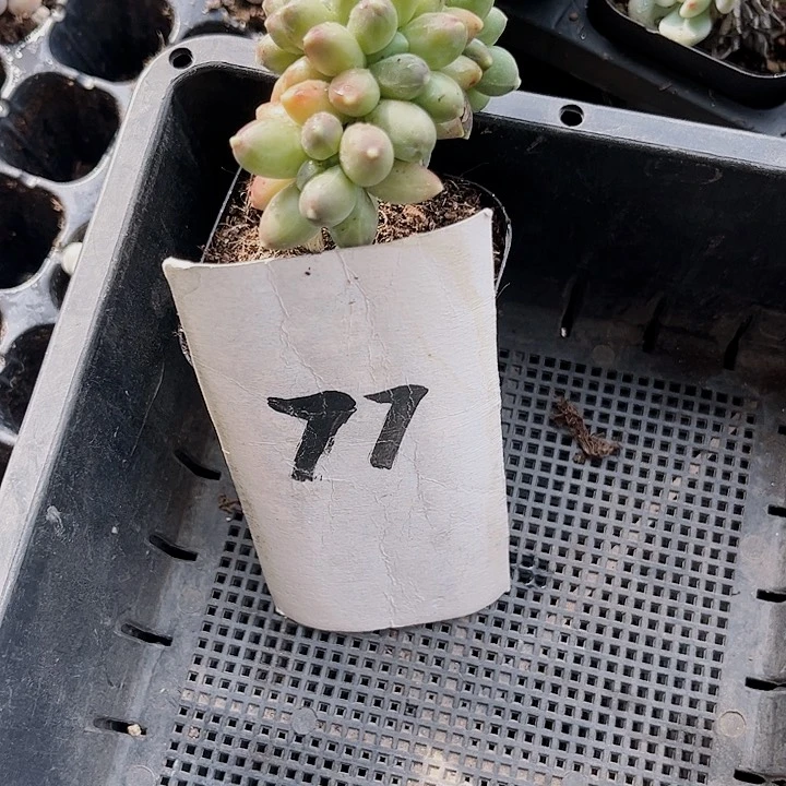 8*姐77密密麻麻密密麻麻吗