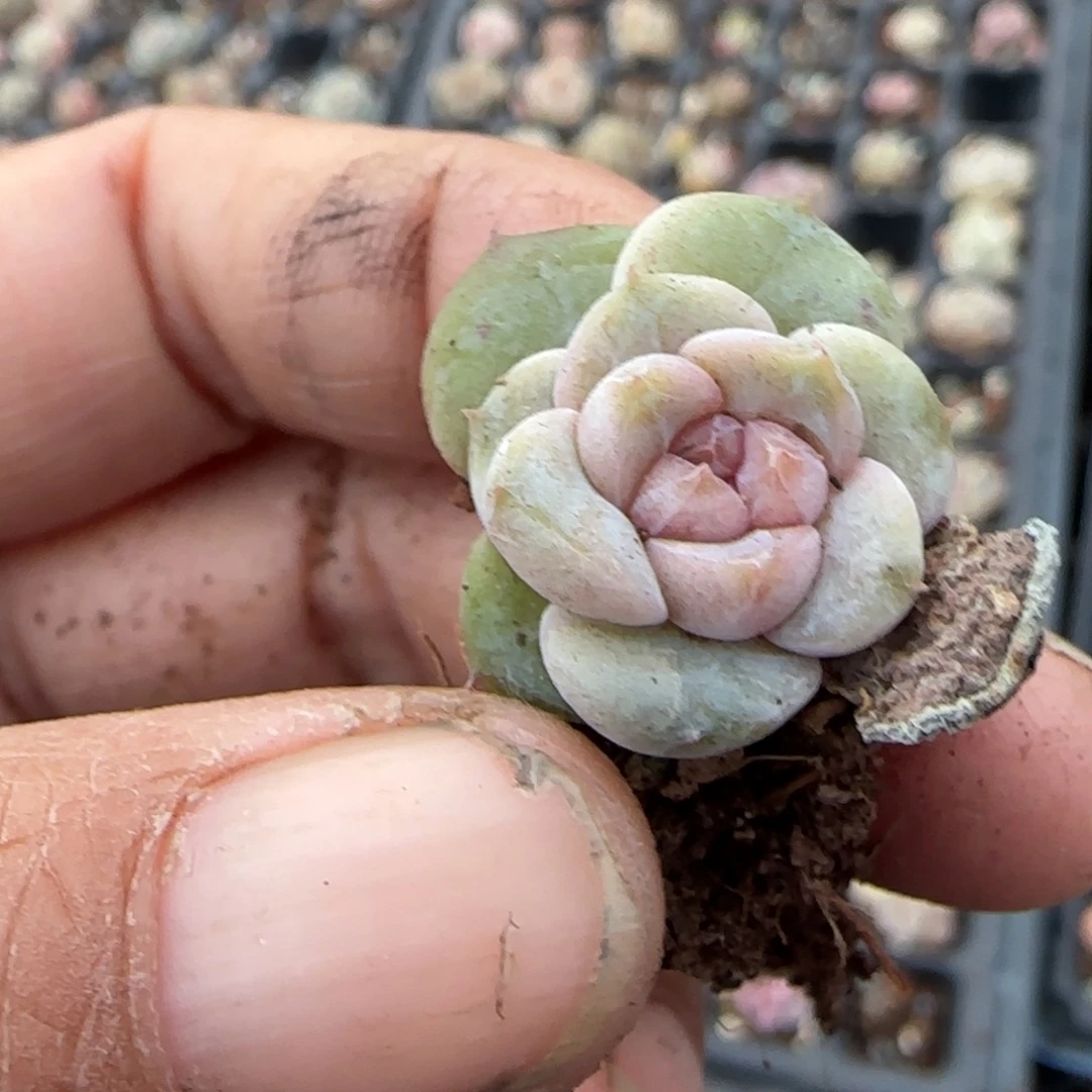 多肉小卡拉米糖心一物一拍