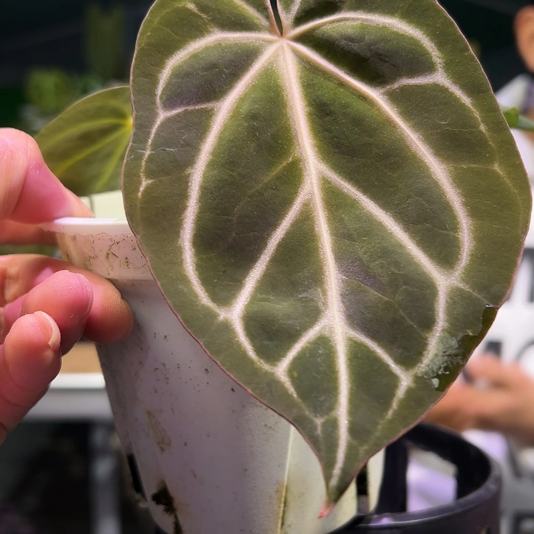 完全开放不知名花烛