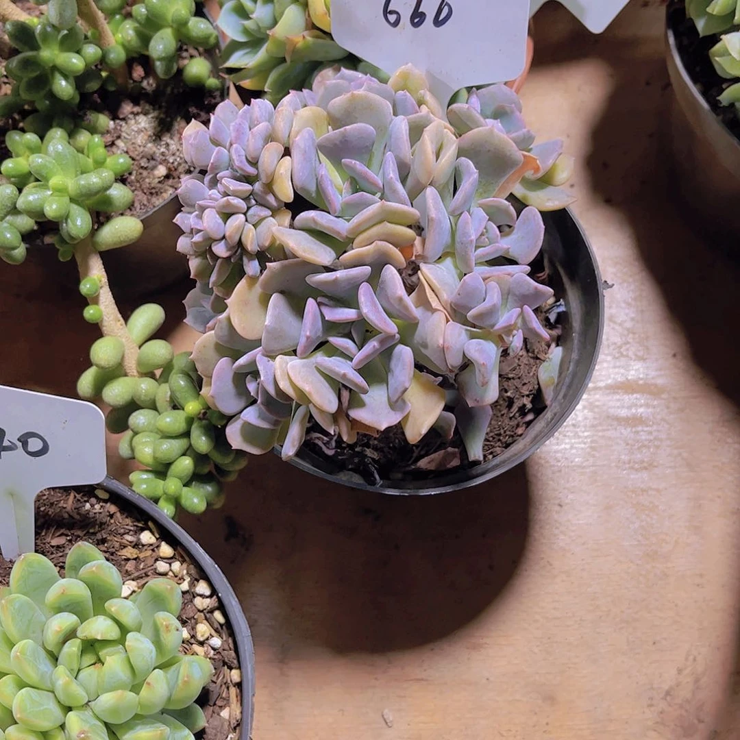 月***l00000000000000660