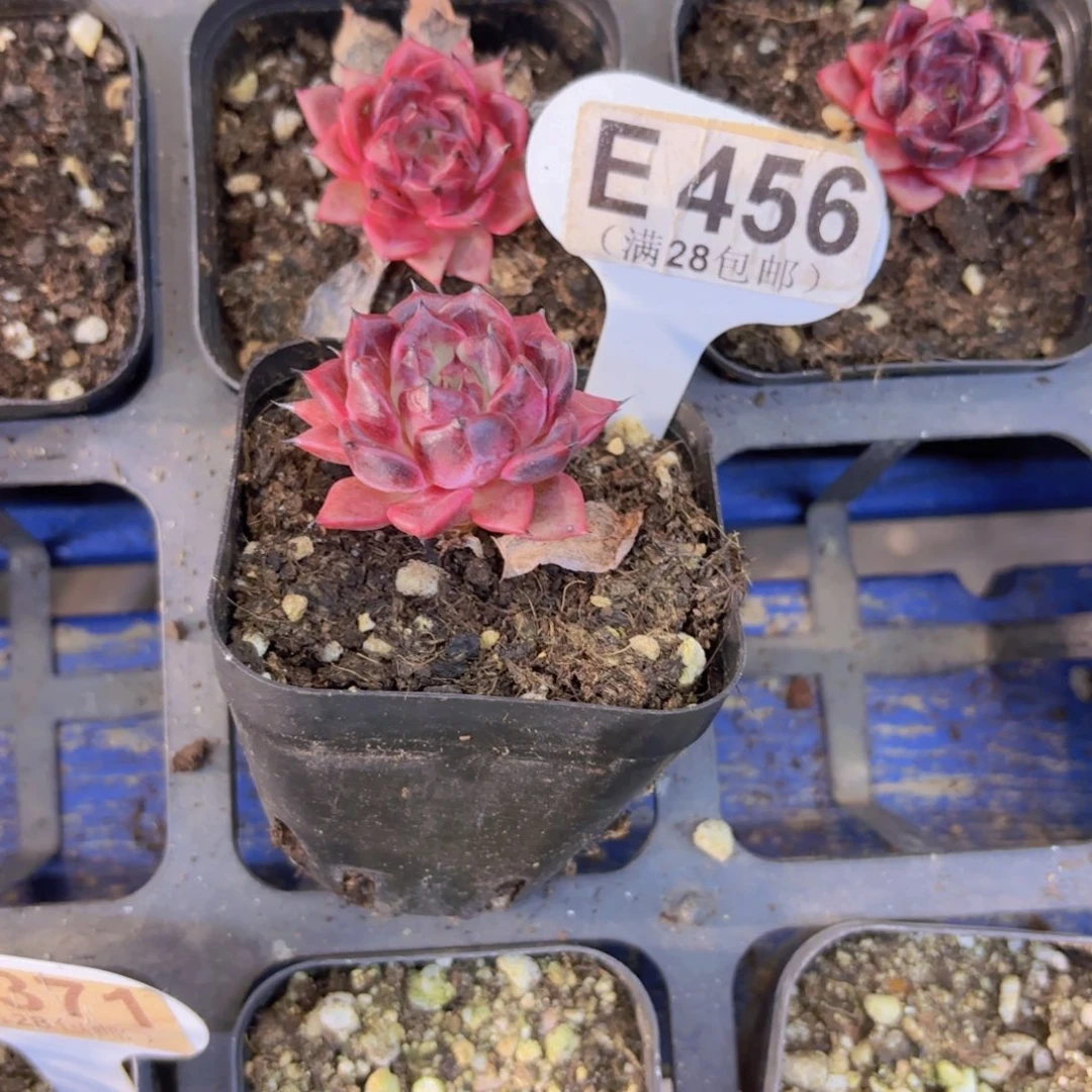 E456紫色妖姬一物一拍