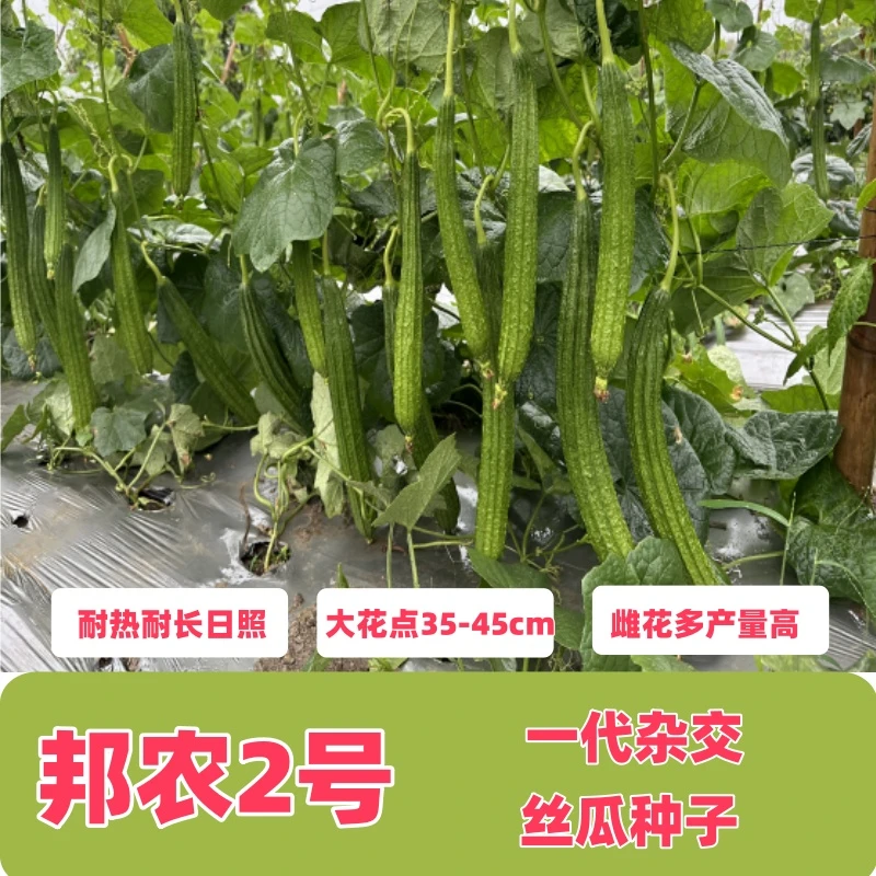 耐热耐长日照丝瓜种子大花点坐果率高35-45cm