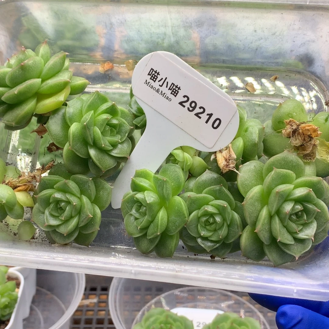 多肉植物杂交珍妮