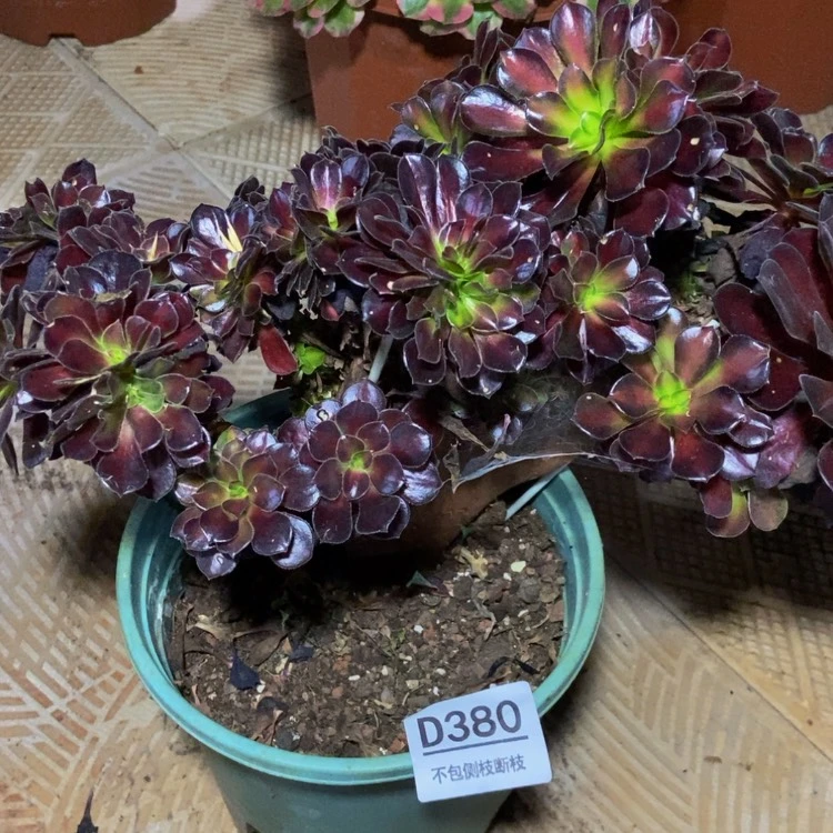 【闪购商品】380花纳多肉