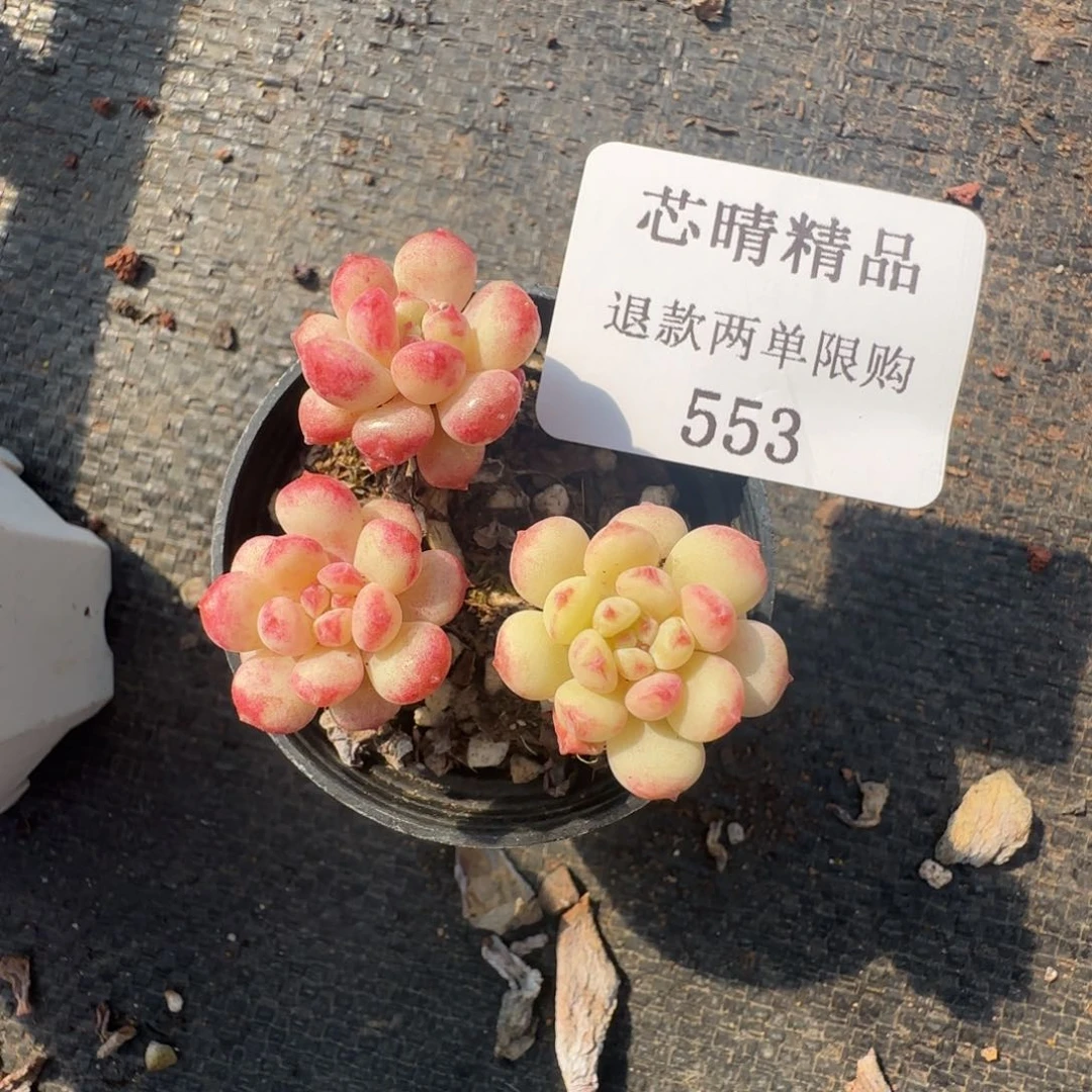 闪购精品多肉553号