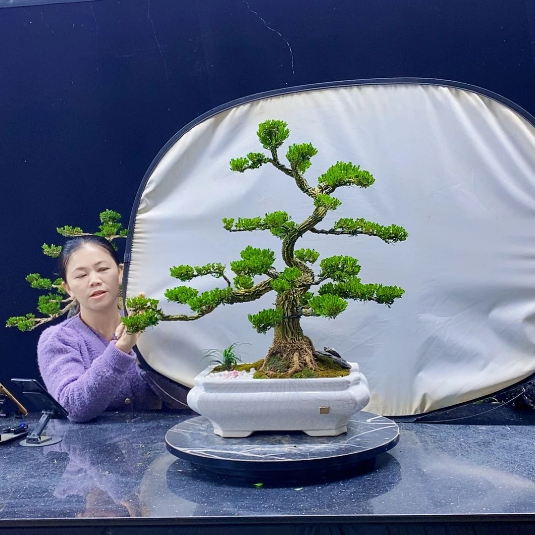 无花朵黄杨盆景造型