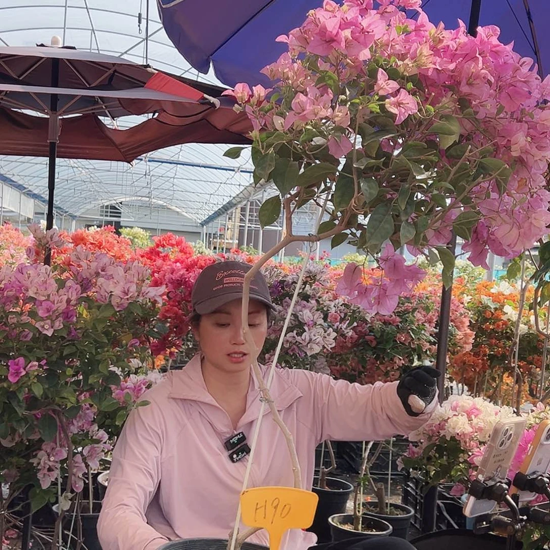 名***～大部分花苞少量开放H90赛佛里