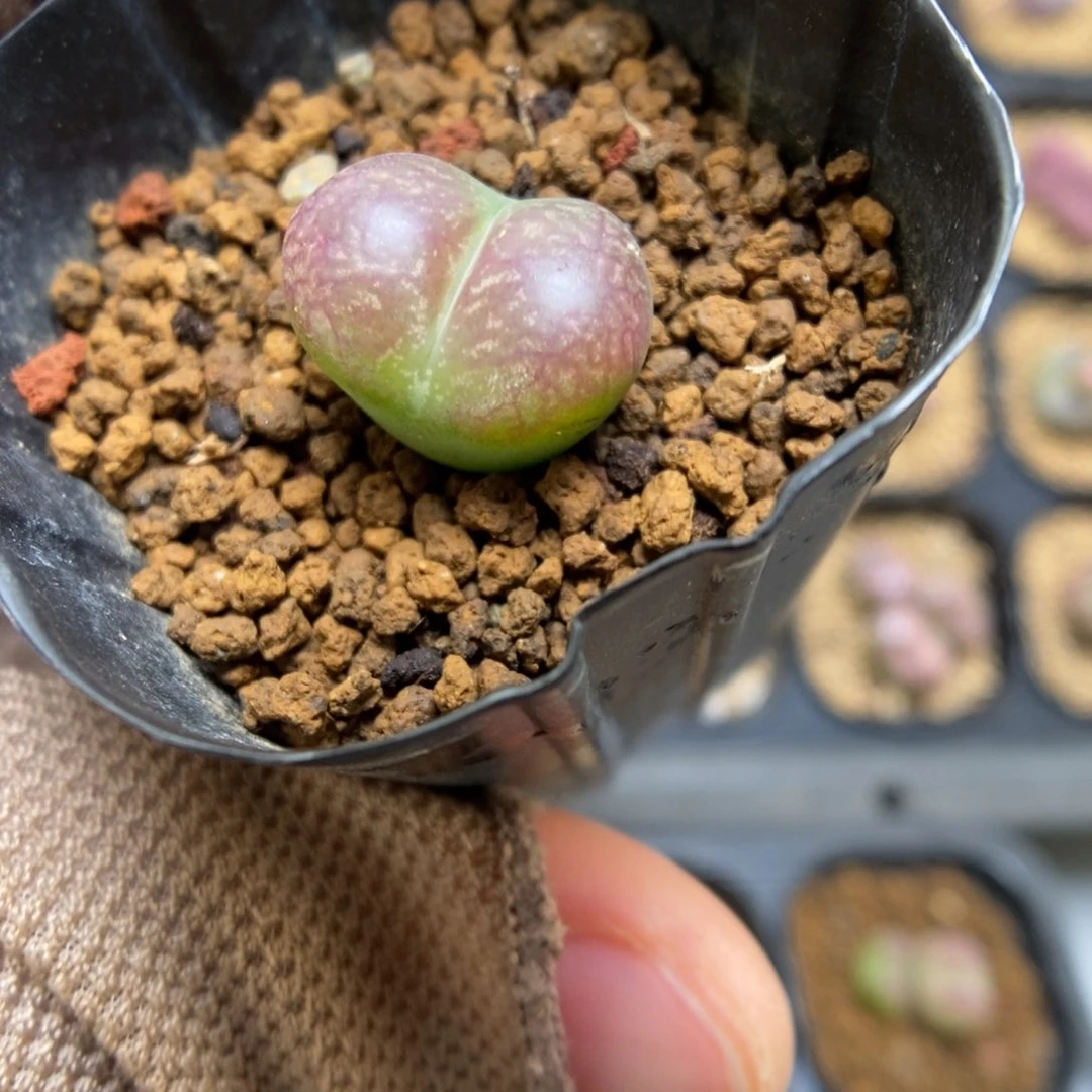 多肉植物肉锥杂交K-3493 风铃杂 密纹全窗