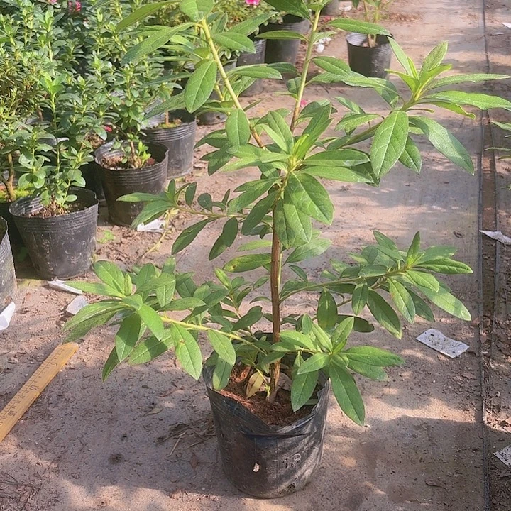 完全开放千重大粉